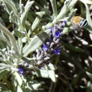 Amegilla sp. (genus) at Hughes, ACT - 4 Dec 2019 02:33 PM