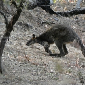 Wallabia bicolor at Deakin, ACT - 3 Dec 2019 07:00 PM