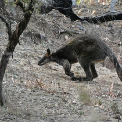 Wallabia bicolor (Swamp Wallaby) at Red Hill Nature Reserve - 3 Dec 2019 by Ct1000