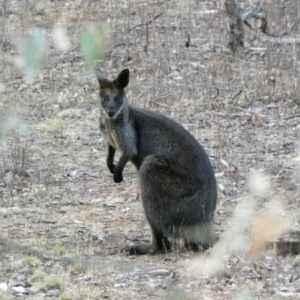 Wallabia bicolor at Deakin, ACT - 3 Dec 2019 07:00 PM