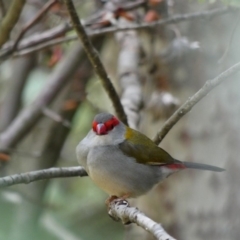 Neochmia temporalis (Red-browed Finch) at Deakin, ACT - 1 Dec 2019 by Ct1000