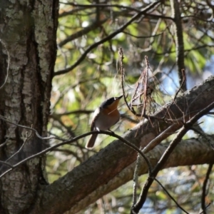 Myiagra rubecula at Garran, ACT - 30 Nov 2019