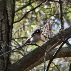 Myiagra rubecula at Garran, ACT - 30 Nov 2019