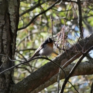 Myiagra rubecula at Garran, ACT - 30 Nov 2019