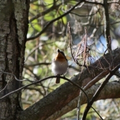 Myiagra rubecula at Garran, ACT - 30 Nov 2019