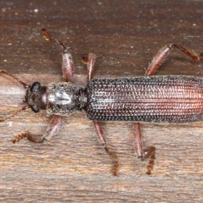 Eunatalis sp. (Genus) at Rosedale, NSW - 16 Nov 2019 by jb2602