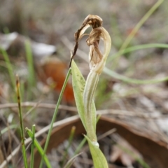 Diplodium laxum (Antelope greenhood) at Hackett, ACT - 30 Mar 2014 by AaronClausen