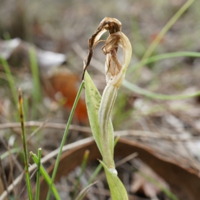 Diplodium laxum (Antelope greenhood) at Mount Majura - 30 Mar 2014 by AaronClausen