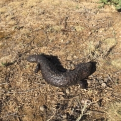 Tiliqua rugosa (Shingleback Lizard) at Mount Ainslie - 4 Dec 2019 by WalterEgo