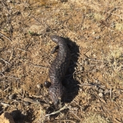 Tiliqua rugosa at Hackett, ACT - 4 Dec 2019 05:13 PM