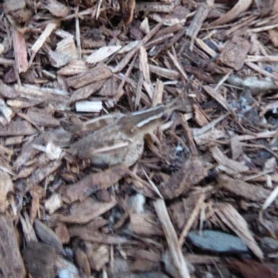 Phaulacridium vittatum (Wingless Grasshopper) at Flynn, ACT - 24 Nov 2019 by Christine