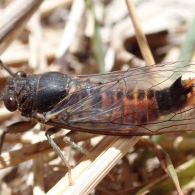 Yoyetta robertsonae (Clicking Ambertail) at Bruce Ridge to Gossan Hill - 3 Dec 2019 by Laserchemisty