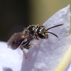 Unverified Bee (Hymenoptera, Apiformes) at Australian National University - 3 Dec 2019 by Laserchemisty