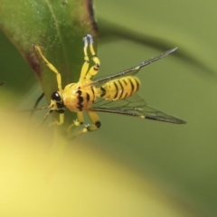 Xanthopimpla sp. (genus) (A yellow Ichneumon wasp) at Acton, ACT - 2 Dec 2019 by AlisonMilton