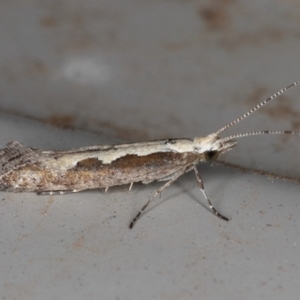 Plutella xylostella at Kambah, ACT - 4 Dec 2019 08:09 PM