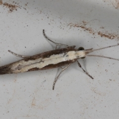 Plutella xylostella at Kambah, ACT - 4 Dec 2019