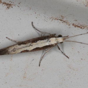 Plutella xylostella at Kambah, ACT - 4 Dec 2019 08:09 PM