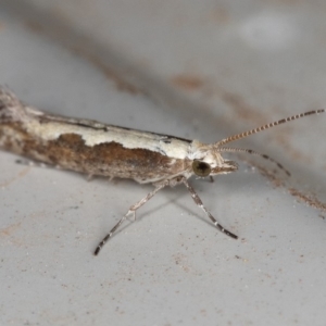 Plutella xylostella at Kambah, ACT - 4 Dec 2019 08:09 PM