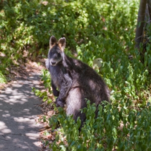 Wallabia bicolor at Ainslie, ACT - 4 Dec 2019 12:00 AM