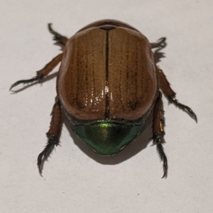 Anoplognathus brunnipennis at Kambah, ACT - 4 Dec 2019 10:20 PM