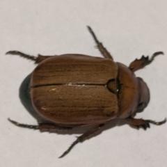 Anoplognathus brunnipennis at Kambah, ACT - 4 Dec 2019