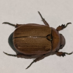 Anoplognathus brunnipennis at Kambah, ACT - 4 Dec 2019