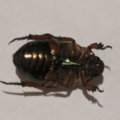 Anoplognathus brunnipennis at Kambah, ACT - 4 Dec 2019