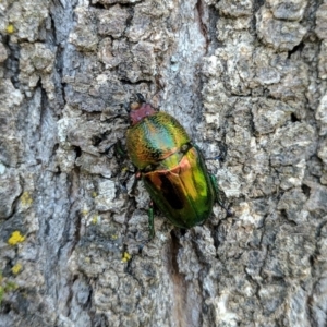 Lamprima aurata at Coree, ACT - 26 Dec 2016