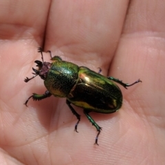 Lamprima aurata at Coree, ACT - 26 Dec 2016