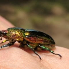 Lamprima aurata at Coree, ACT - 26 Dec 2016