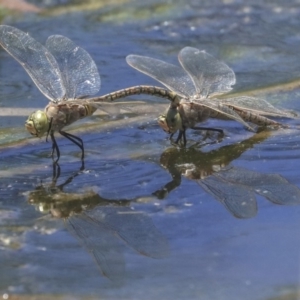 Anax papuensis at Gungahlin, ACT - 28 Oct 2019