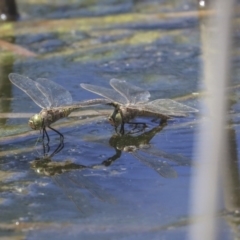 Anax papuensis at Gungahlin, ACT - 28 Oct 2019 12:44 PM