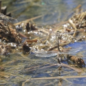 Anax papuensis at Gungahlin, ACT - 28 Oct 2019