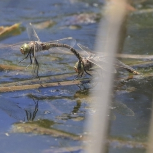 Anax papuensis at Gungahlin, ACT - 28 Oct 2019 12:44 PM