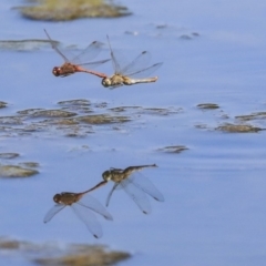 Diplacodes bipunctata (Wandering Percher) at Gungahlin, ACT - 28 Oct 2019 by AlisonMilton