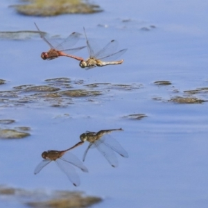 Diplacodes bipunctata at Gungahlin, ACT - 28 Oct 2019