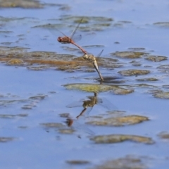 Diplacodes bipunctata at Gungahlin, ACT - 28 Oct 2019 12:59 PM