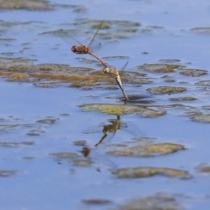 Diplacodes bipunctata at Gungahlin, ACT - 28 Oct 2019 12:59 PM