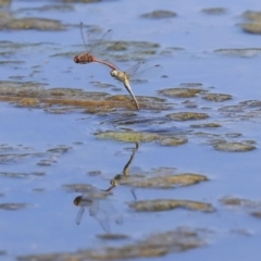 Diplacodes bipunctata at Gungahlin, ACT - 28 Oct 2019