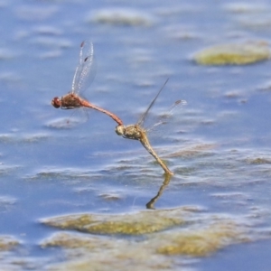 Diplacodes bipunctata at Gungahlin, ACT - 28 Oct 2019