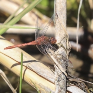 Diplacodes bipunctata at Gungahlin, ACT - 28 Oct 2019 12:59 PM