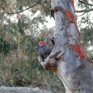 Callocephalon fimbriatum at Deakin, ACT - 4 Dec 2019