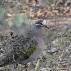 Phaps chalcoptera (Common Bronzewing) at Deakin, ACT - 4 Dec 2019 by Ct1000