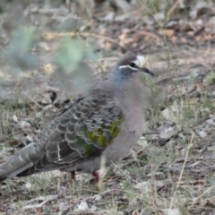 Phaps chalcoptera at Deakin, ACT - 4 Dec 2019