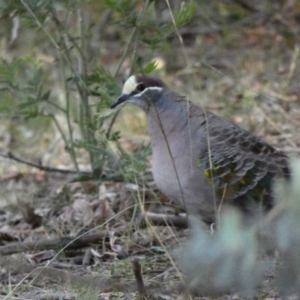 Phaps chalcoptera at Deakin, ACT - 4 Dec 2019