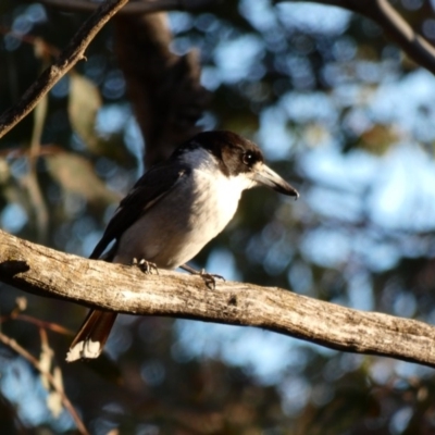 Cracticus torquatus (Grey Butcherbird) at Red Hill Nature Reserve - 4 Dec 2019 by Ct1000