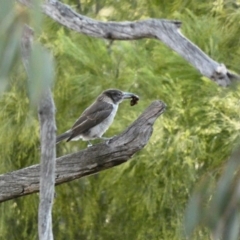 Cracticus torquatus at Deakin, ACT - 4 Dec 2019