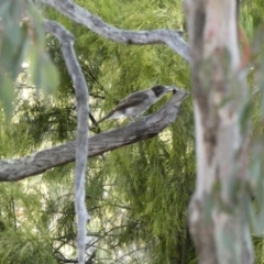 Cracticus torquatus at Deakin, ACT - 4 Dec 2019