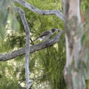 Cracticus torquatus at Deakin, ACT - 4 Dec 2019 07:10 PM