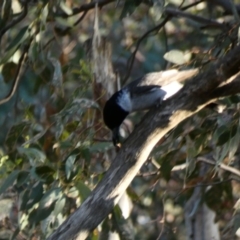 Cracticus torquatus at Deakin, ACT - 4 Dec 2019